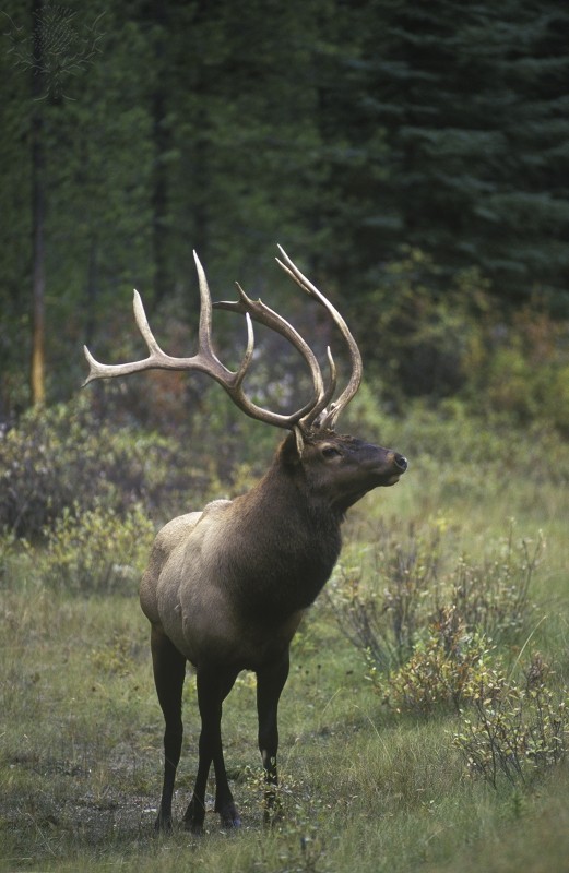 A male elk standing amongst bushes in a forest clearing
